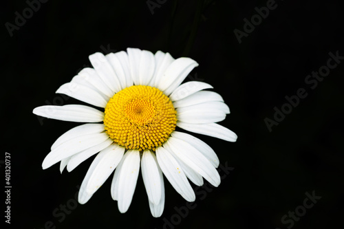 daisy isolated on black