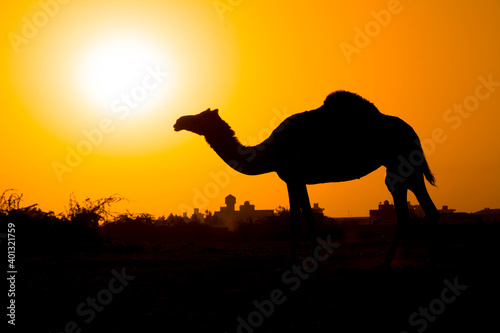 camel © Naushad
