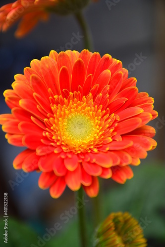 orange gerbera flower