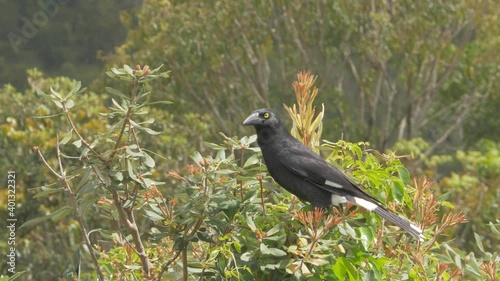 Pied Currawong Bird Sitting On Tree Top In O'Reilly's Rainforest Retreat At Springtime - Strepera Graculina In Gold Coast, Australia - wide shot photo