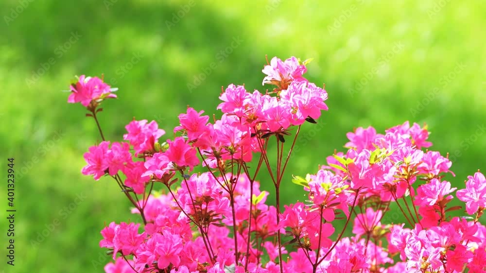 Closeup shallow depth of field on many pink red purple magenta colorful rhododendron azalea flowers with green grass in background shaking swaying in wind in garden park, Virginia