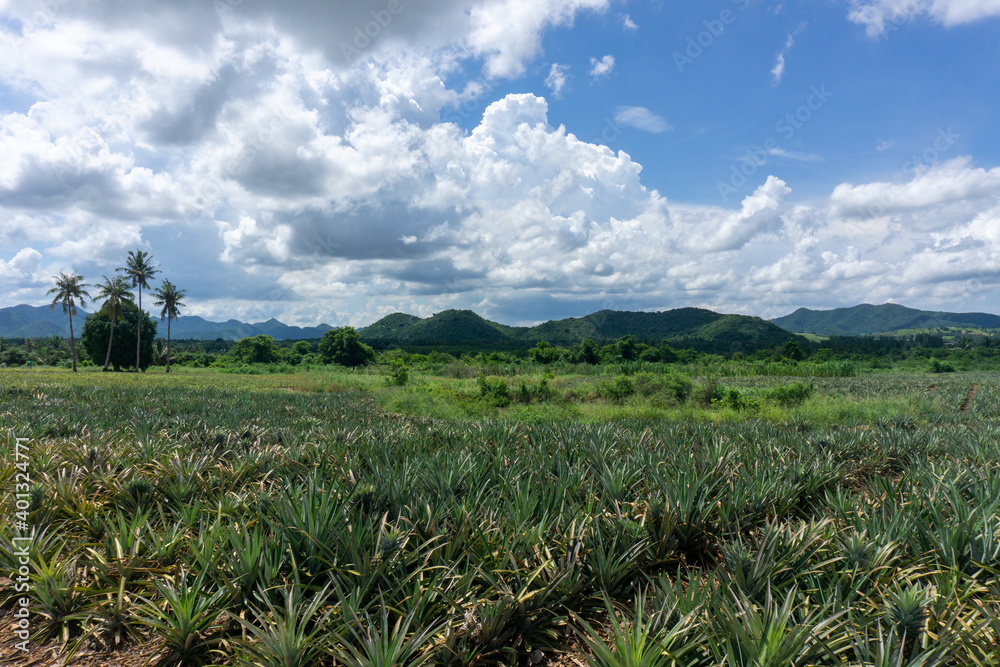 Large pineapple fields on a clear summer day.