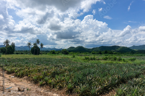 Large pineapple fields on a clear summer day.