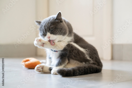 Cute British Shorthair licking paw