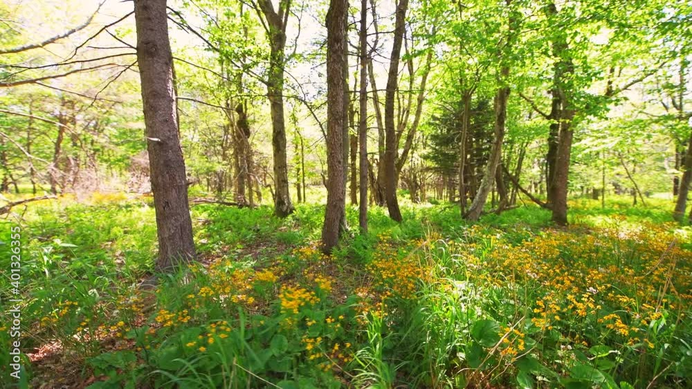 Point of view pov walking side view of yellow golden ragwort wildflowers in Story of the Forest nature hiking trail in Shenandoah Blue Ridge appalachian mountains in Virginia Point of view pov walking side view of yellow golden ragwort wildflowers in Story of the Forest nature hiking trail in Shenandoah Blue Ridge appalachian mountains in Virginia