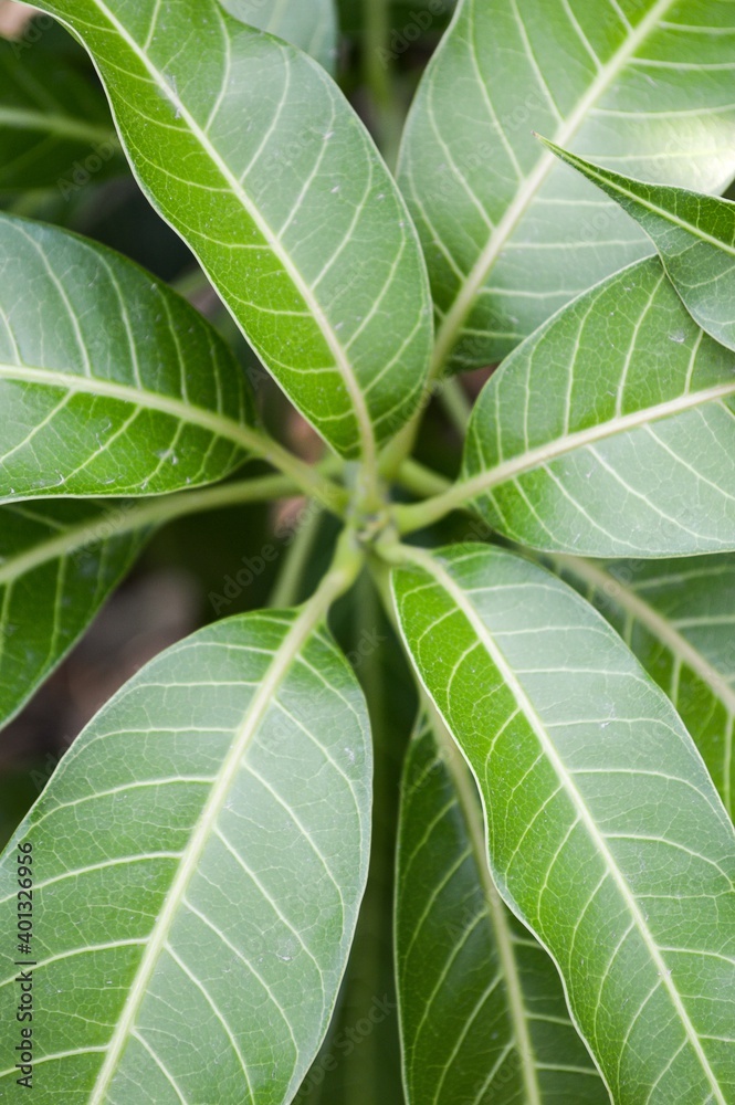 fresh green mango leaves in nature garden fresh green mango leaves in nature garden