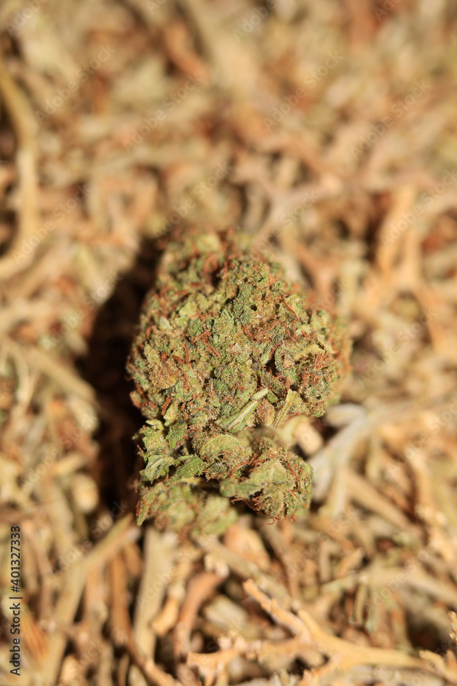 Marihuana medical super lemon haze in blurry macro modern background fifty megapixels Marihuana medical super lemon haze in blurry macro modern background fifty megapixels