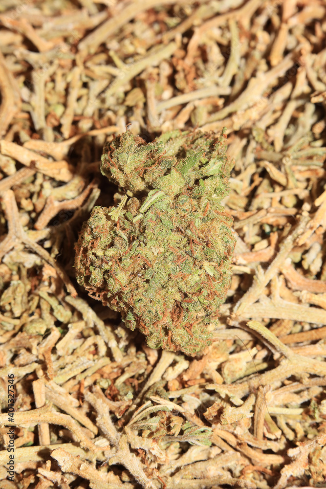 Marihuana medical super lemon haze in blurry macro modern background fifty megapixels Marihuana medical super lemon haze in blurry macro modern background fifty megapixels