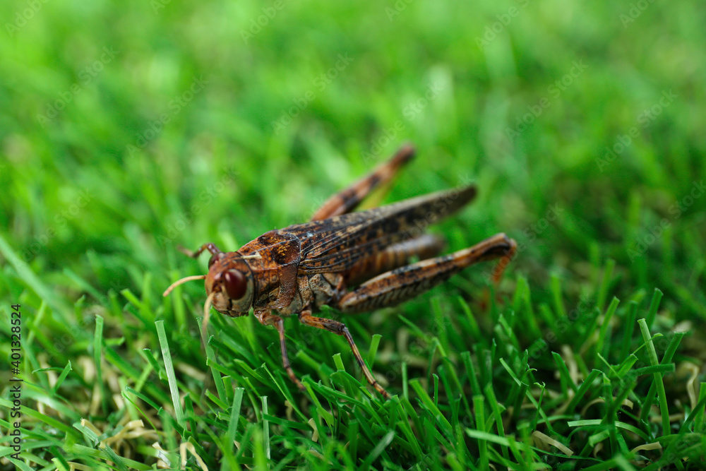 Brown grasshopper on lawn outdoors. Wild insect Brown grasshopper on lawn outdoors. Wild insect