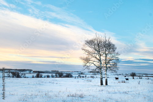 winter landscape with lone trees