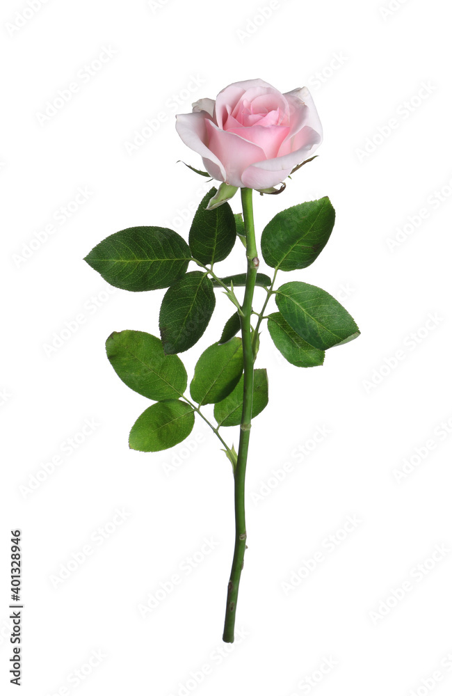 Blooming pink rose isolated on white. Beautiful flower