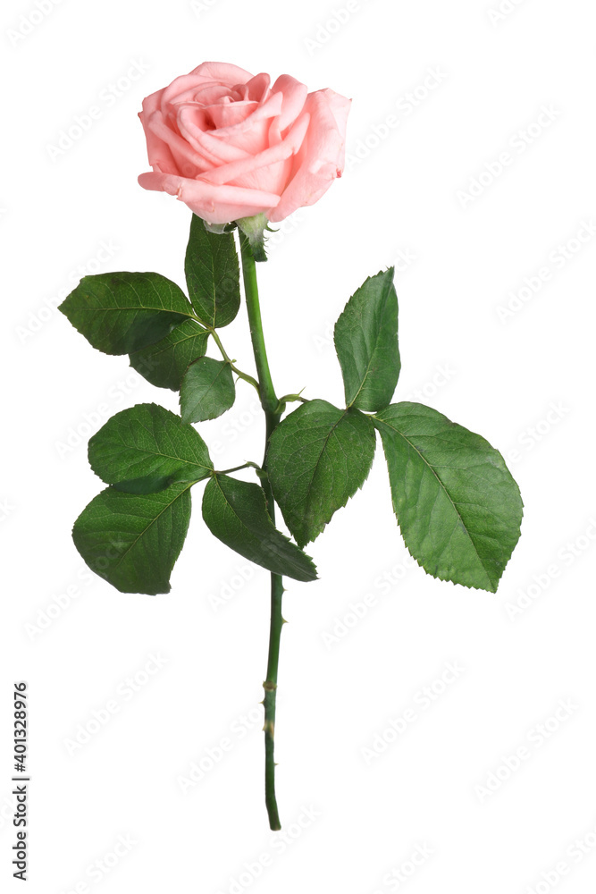 Blooming pink rose isolated on white. Beautiful flower
