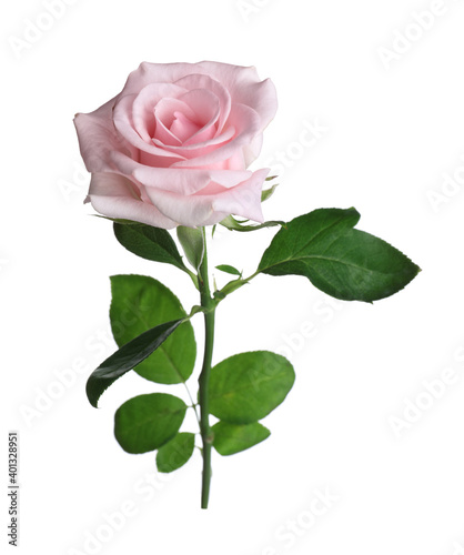 Blooming pink rose isolated on white. Beautiful flower © New Africa