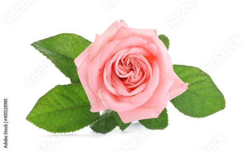 Blooming pink rose isolated on white. Beautiful flower