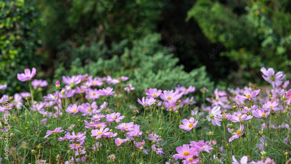 Closeup shot with selective focus of pink Cosmos flowers in a garden and bokeh background on a sunny day. Field of pink flowers with yellow stigma Closeup shot with selective focus of pink Cosmos flowers in a garden and bokeh background on a sunny day. Field of pink flowers with yellow stigma