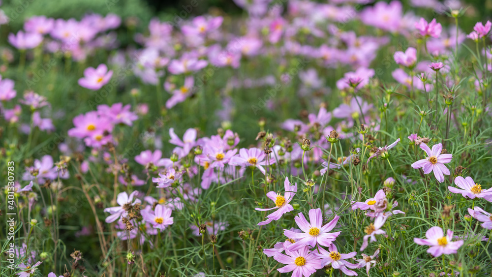 Closeup shot with selective focus of pink Cosmos flowers in a garden and bokeh background on a sunny day. Field of pink flowers with yellow stigma Closeup shot with selective focus of pink Cosmos flowers in a garden and bokeh background on a sunny day. Field of pink flowers with yellow stigma