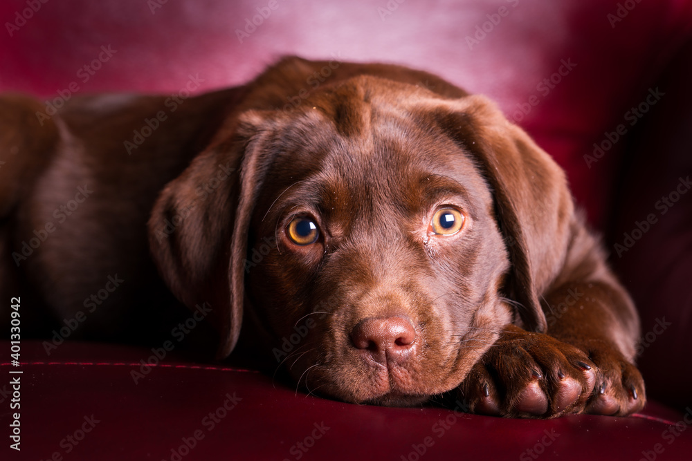 Adorable image of a Chocolate Labrador Retriever Puppy Adorable image of a Chocolate Labrador Retriever Puppy