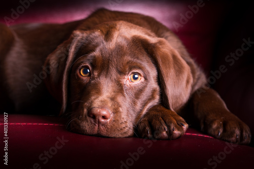 Adorable image of a Chocolate Labrador Retriever Puppy