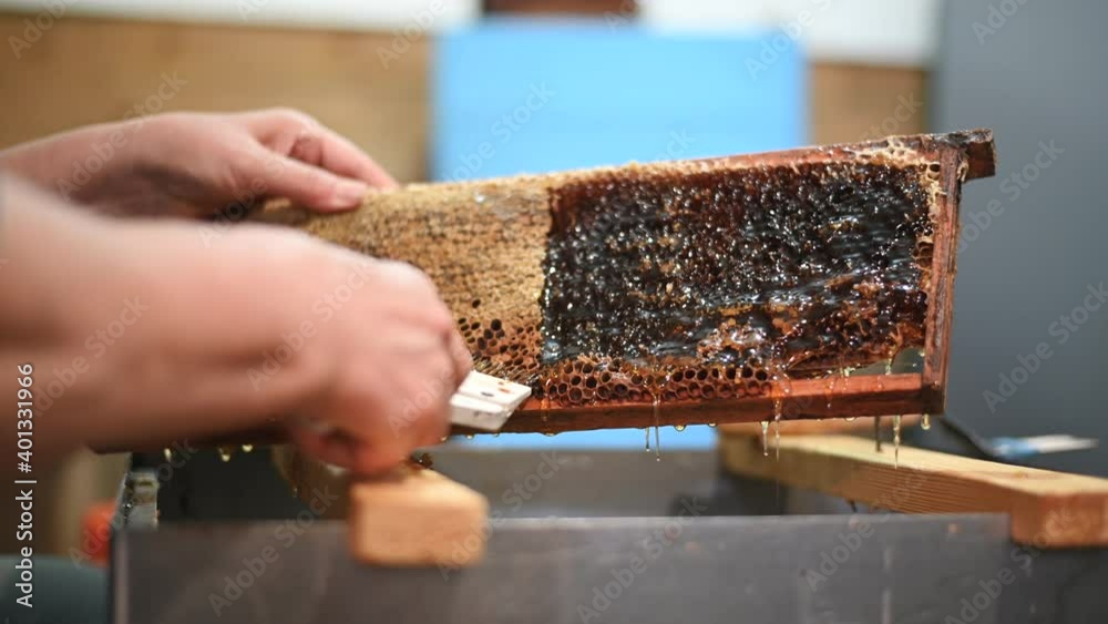 Beekeeper scraping off the wax caps on a hive frame from honey bees to exctract fresh honey. Beekeeper scraping off the wax caps on a hive frame from honey bees to exctract fresh honey.