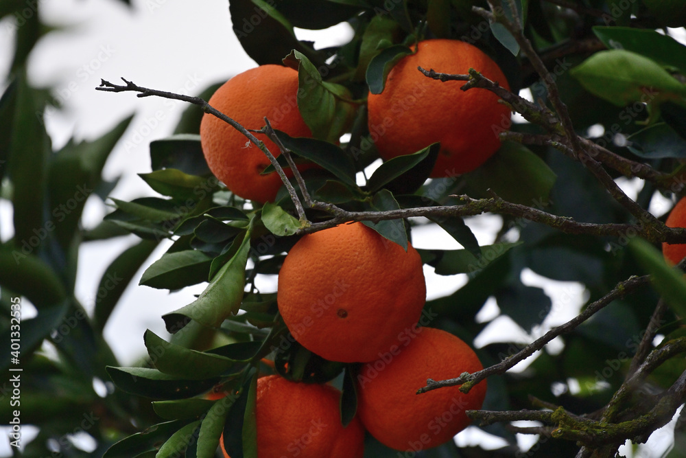 California Orange in the Tree
