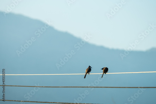 Birds perched on electric lines