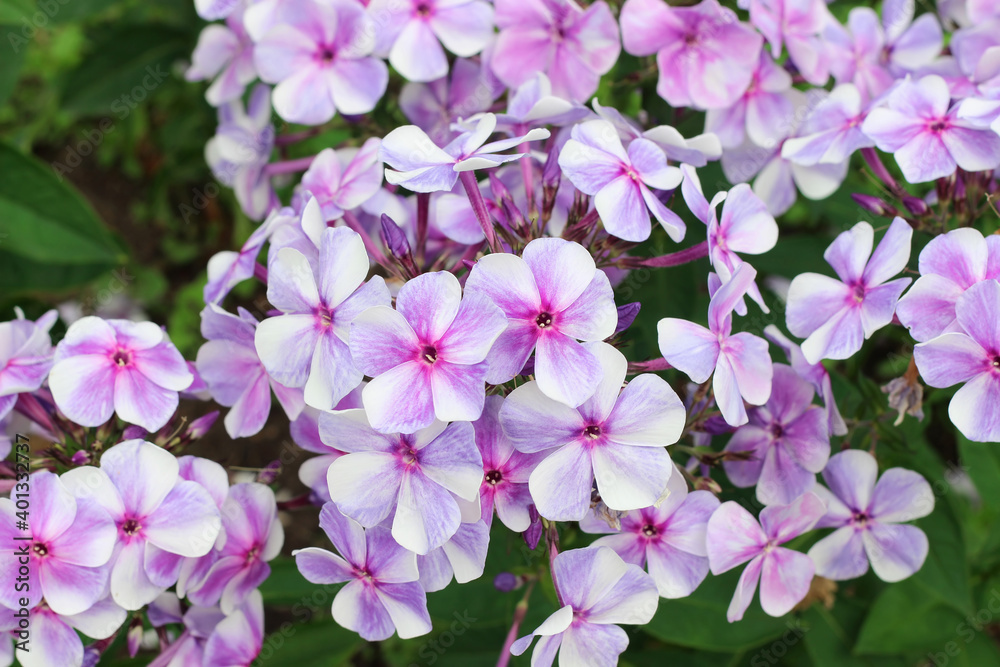 pink phlox flower large pink phlox flower large