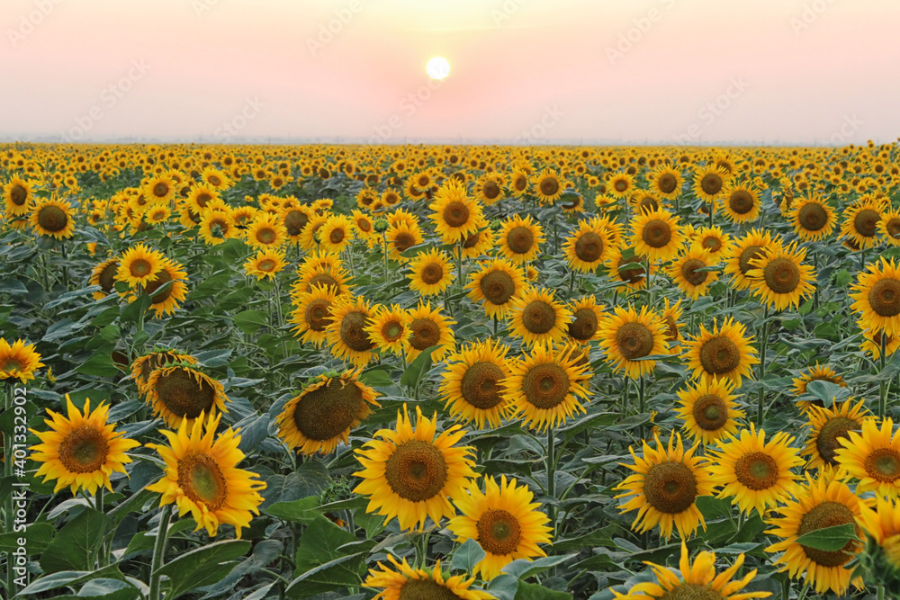 Fototapeta premium sunflower field at sunset