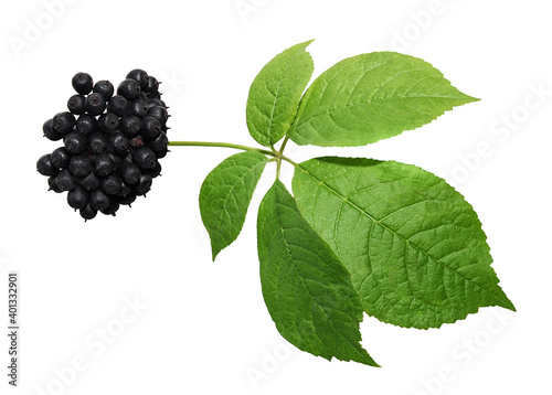 Eleutherococcus fruit on white background