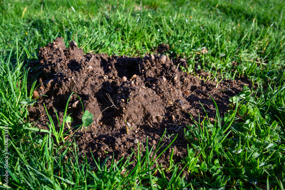 Damage done by pests, dirt mole hill in lush green lawn of a park
Damage done by pests, dirt mole hill in lush green lawn of a park