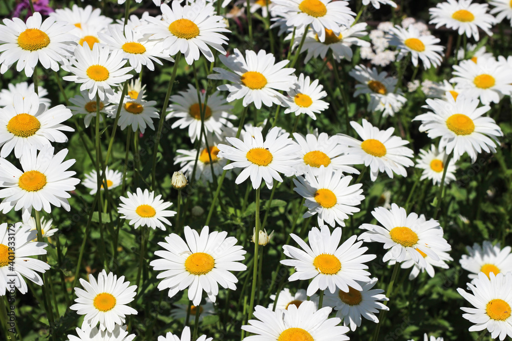 chamomile flower in the garden in summer chamomile flower in the garden in summer