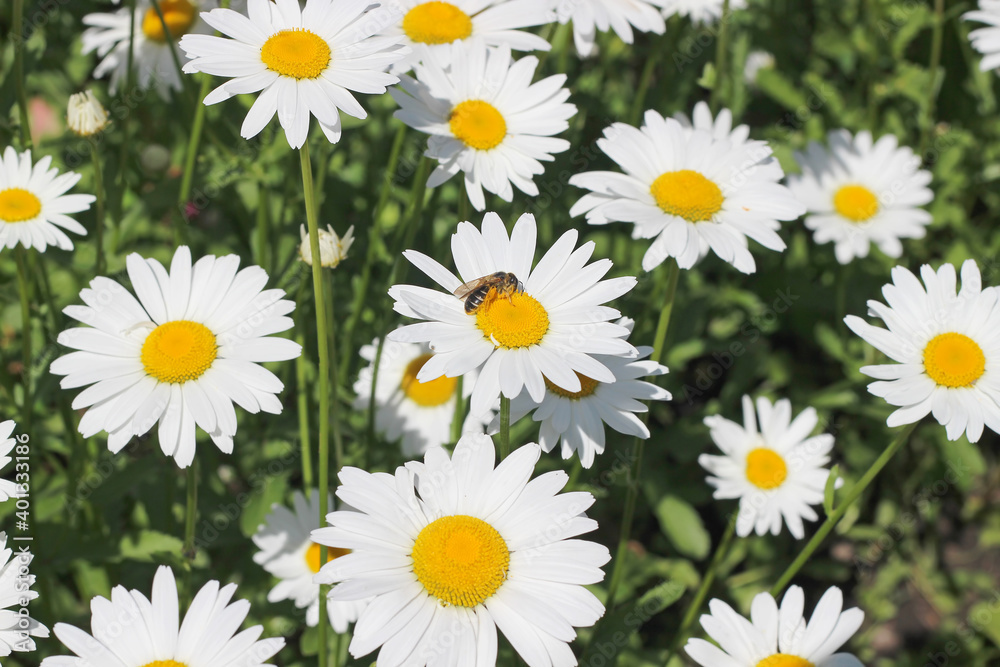 chamomile flower in the garden in summer chamomile flower in the garden in summer