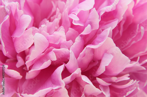pink background peony petals © Olga Burmistrova