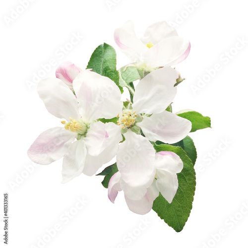apple blossom on white background