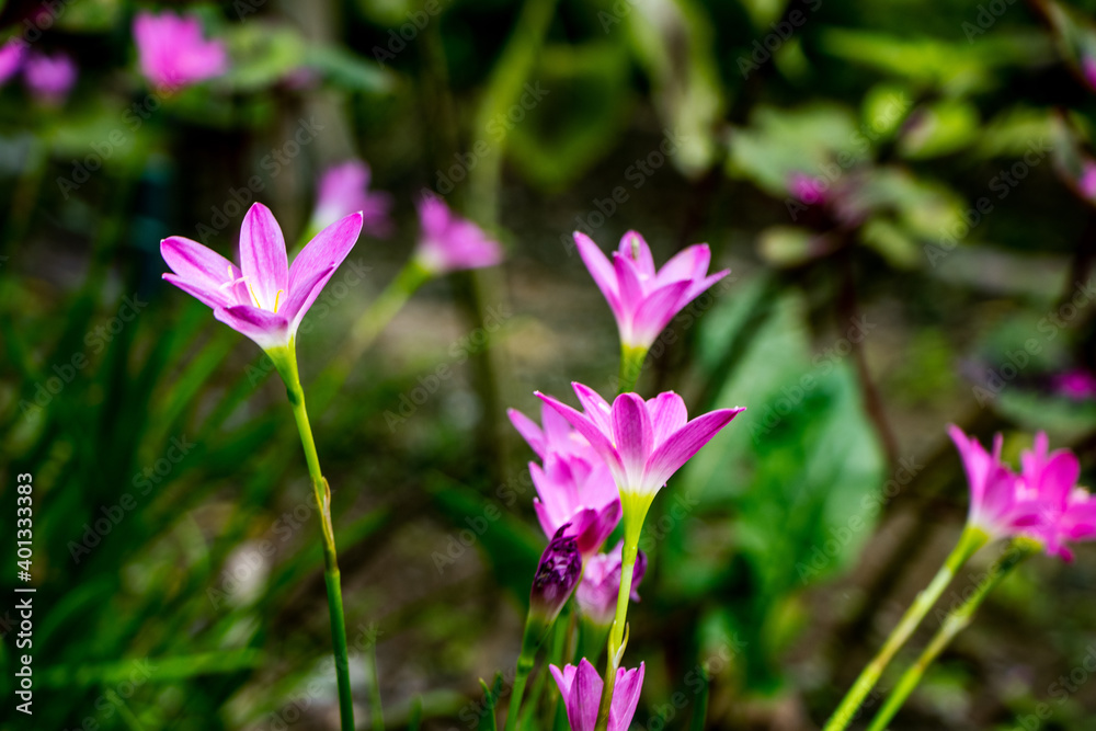 Fototapeta premium purple crocus flowers in spring