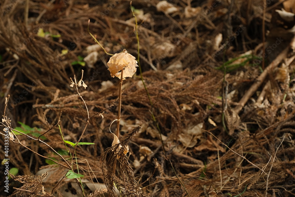 冬枯れの野。brown dry leaves scattered on ground 冬枯れの野。brown dry leaves scattered on ground