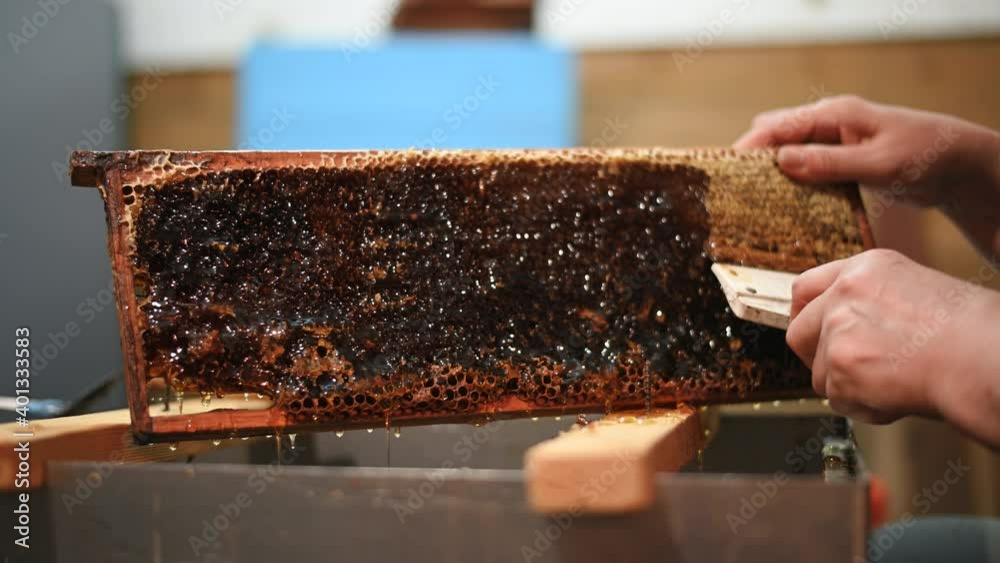 Producing natural eco product on a family farm business. Beekeeper uncapping honey cells to extract honey. Producing natural eco product on a family farm business. Beekeeper uncapping honey cells to extract honey.