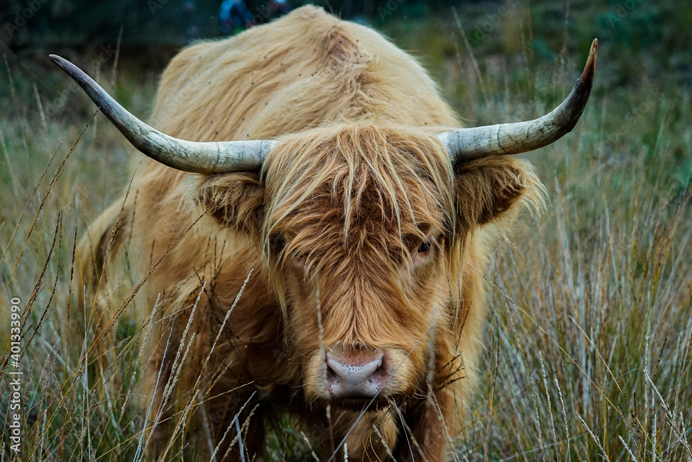 Scottish Highlander walking trough the grassland