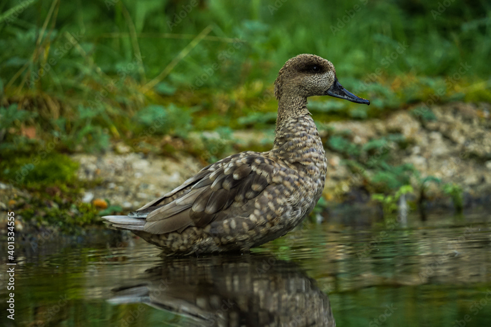 duck standing in the water duck standing in the water