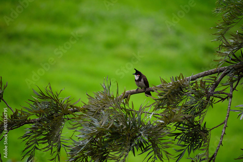 Red cheeked bulbul photo