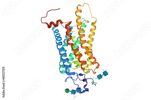Fototapeta Naklejka Na Ścianę i Meble -  Crystal structure of photoactivated rhodopsin, 3D cartoon model isolated, white background