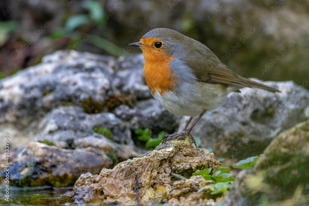 Rotkehlchen (Erithacus rubecula) Rotkehlchen (Erithacus rubecula)