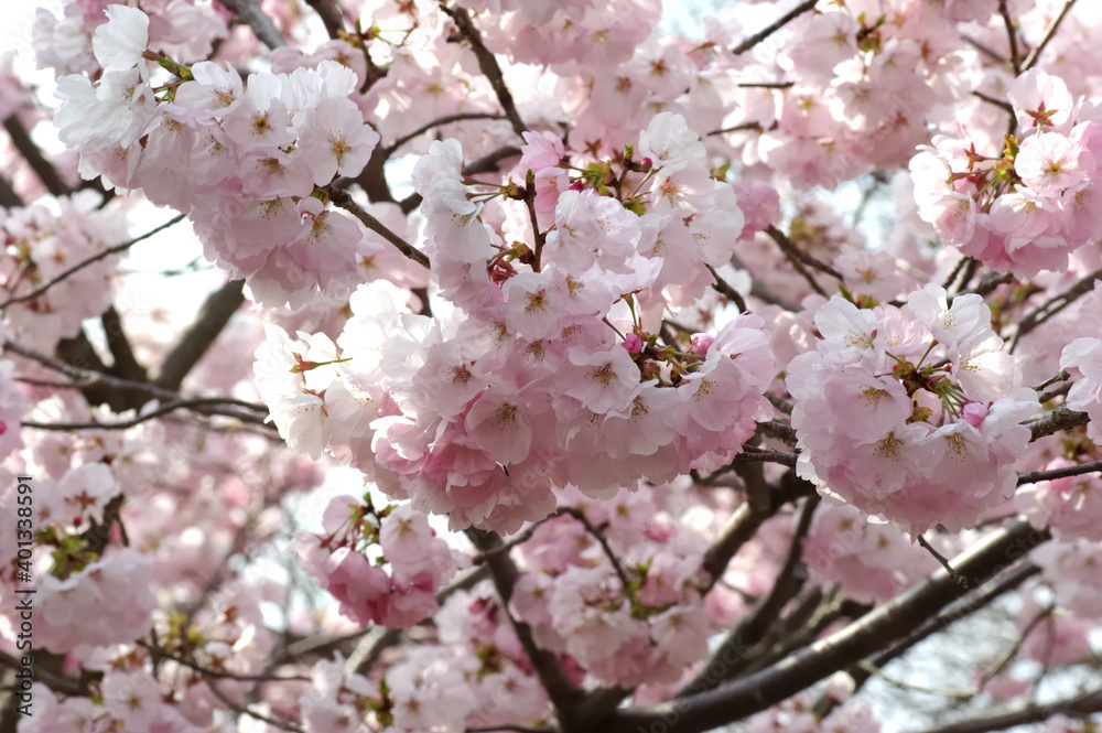 三重県伊勢市 宮川堤の桜 三重県伊勢市 宮川堤の桜
