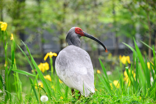 佐渡トキの森公園内でくつろぐ朱鷺 photo
