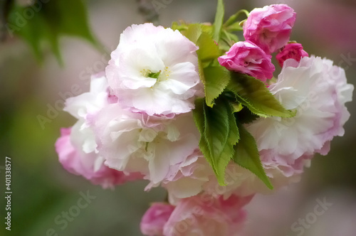 三重県伊勢市　宮川堤の桜（Sakura on the Miyagawa embankment in Ise City, Mie Prefecture）