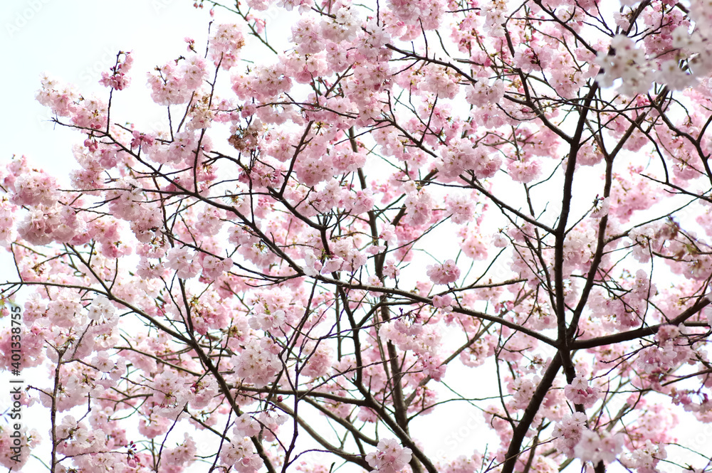 三重県伊勢市 宮川堤の桜 三重県伊勢市 宮川堤の桜