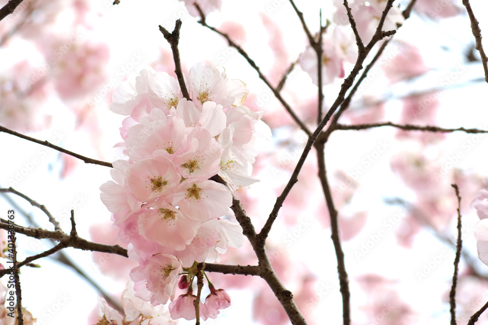 三重県伊勢市　宮川堤の桜