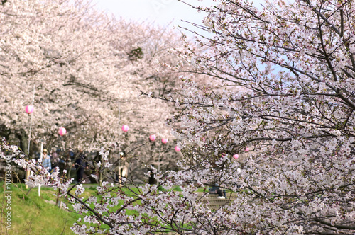 三重県伊勢市　宮川堤の桜 photo