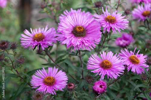 Group  bouquet of pink asters or chrysanthemums in the garden  many pink flowers  top view  field of pink flowers  seasonal background