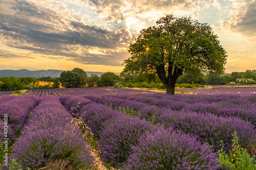 A tree isolated in a lavender field