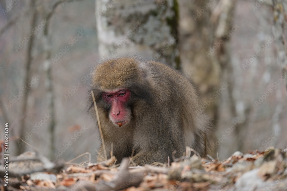 ニホンザル。奥多摩の山の野生動物。Japanese macaque in the forest, autumn time Japan ニホンザル。奥多摩の山の野生動物。Japanese macaque in the forest, autumn time Japan